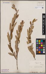 Foto von Salix capensis Thunb.